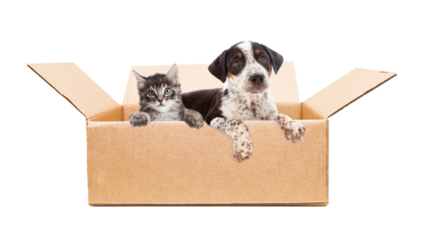 Can You Afford to Adopt a Pet? Can You Afford to Adopt a Pet?